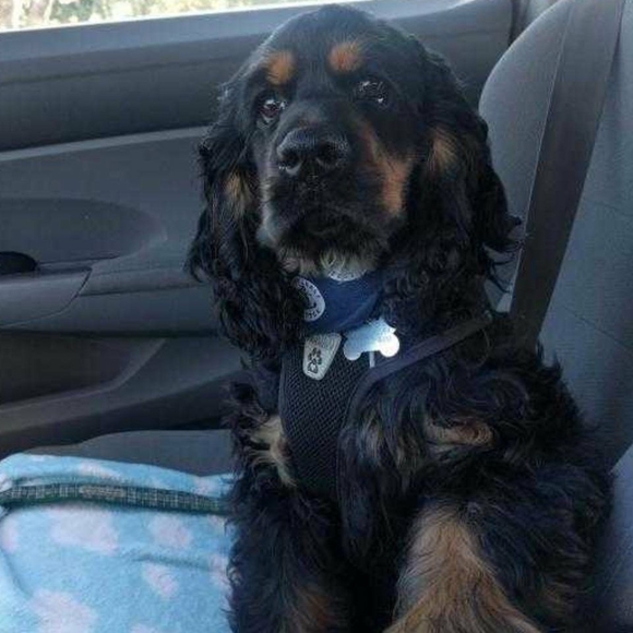 Meet your Posher, Sandi - Picture 1 of 1